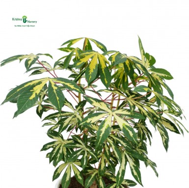 Variegated Tapioca Plant - 10 inch - White Pot