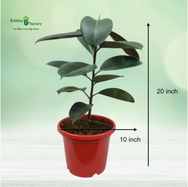 Rubber Plant - 10 inch - Red Pot