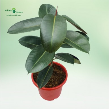 Rubber Plant - 10 inch - Red Pot