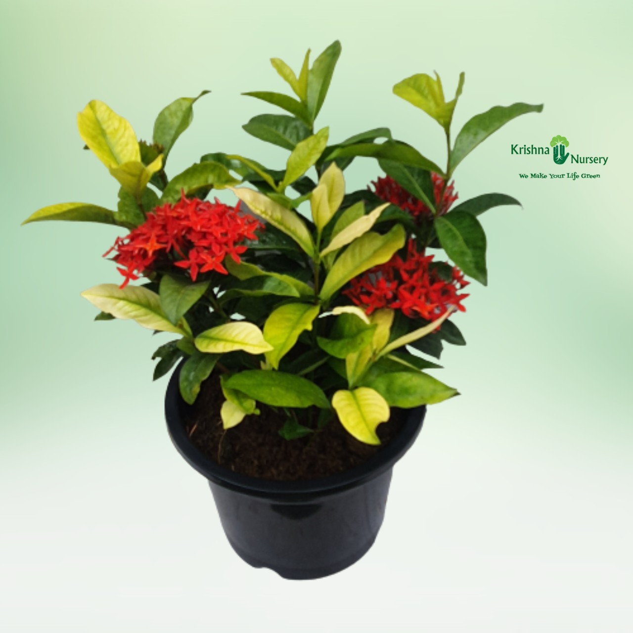 Singapuri Ixora Plant - 12 inch - Black Pot