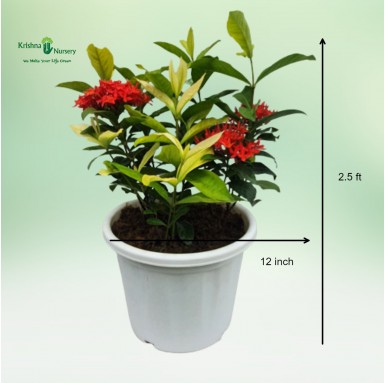 Singapuri Ixora Plant - 12 inch - White Pot