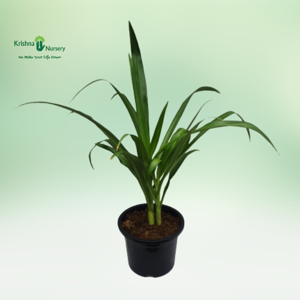 Spider Lily - 12 inch - Black Pot