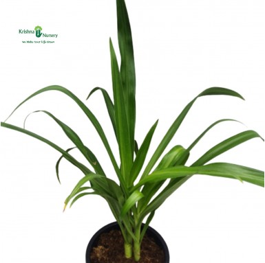 Large Spider Lily Plant - Outdoor Plants -  - large-spider-lily-plant -   