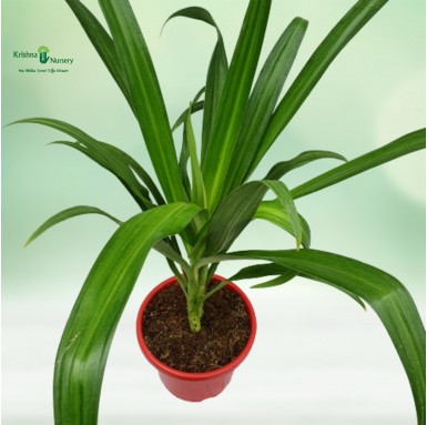 Large Spider Lily Plant - Outdoor Plants -  - large-spider-lily-plant -   