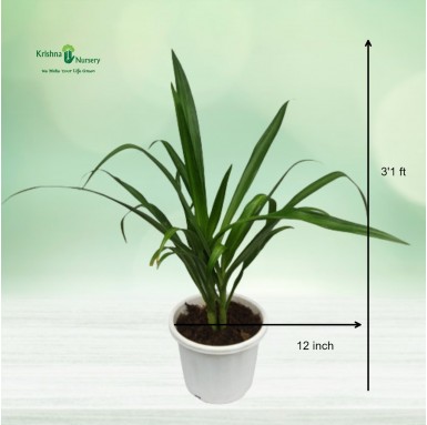 Spider Lily - 12 inch - White Pot