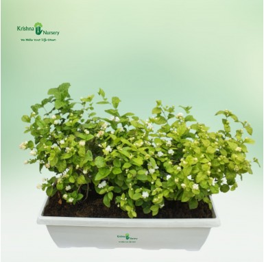 Mogra Plant - 34 inch - White Pot