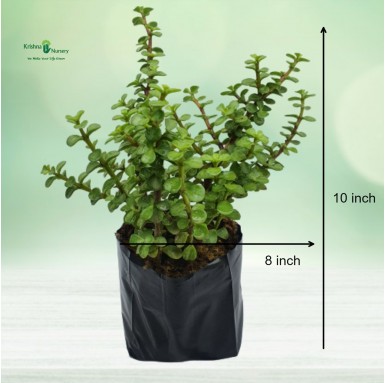 Jade Plant - 7 inch - Poly Bag