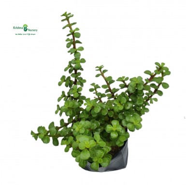 Jade Plant with Polybag - Outdoor Plants -  - jade-plant-with-polybag -   