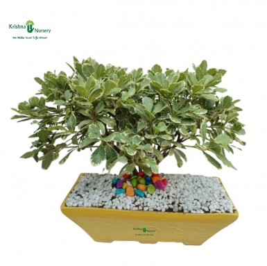 Silver Ficus Bonsai