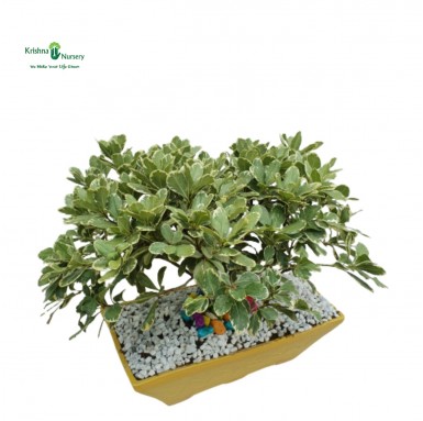 Silver Ficus Bonsai