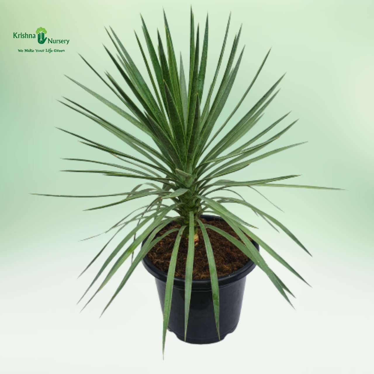 Green Yucca Plant - Outdoor Plants -  - green-yucca-plant -   