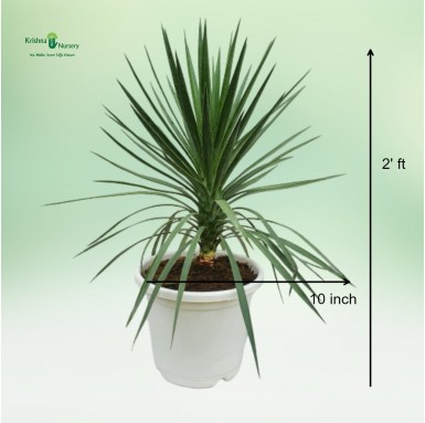 Green Yucca Plant - 10 inch - White Pot