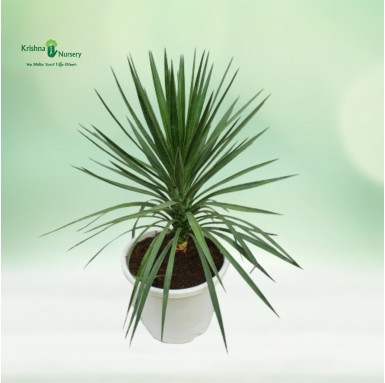 Green Yucca Plant - 10 inch - White Pot