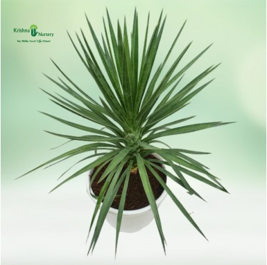 Green Yucca Plant - Outdoor Plants -  - green-yucca-plant -   