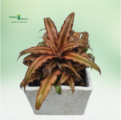 Cryptanthus Plant - 6 inch - White Pot