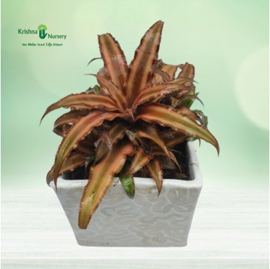 Cryptanthus Plant - 6 inch - White Pot