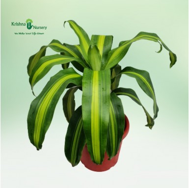 Dracaena Victoria Plant - Indoor Plants -  - dracaena-victoria-plant -   