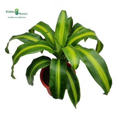 Dracaena Victoria Plant - Indoor Plants -  - dracaena-victoria-plant -   