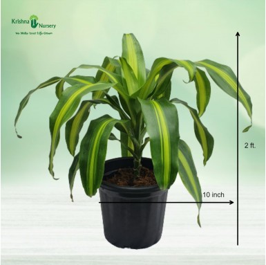 Dracaena Victoria Plant - 10 inch - Black Pot