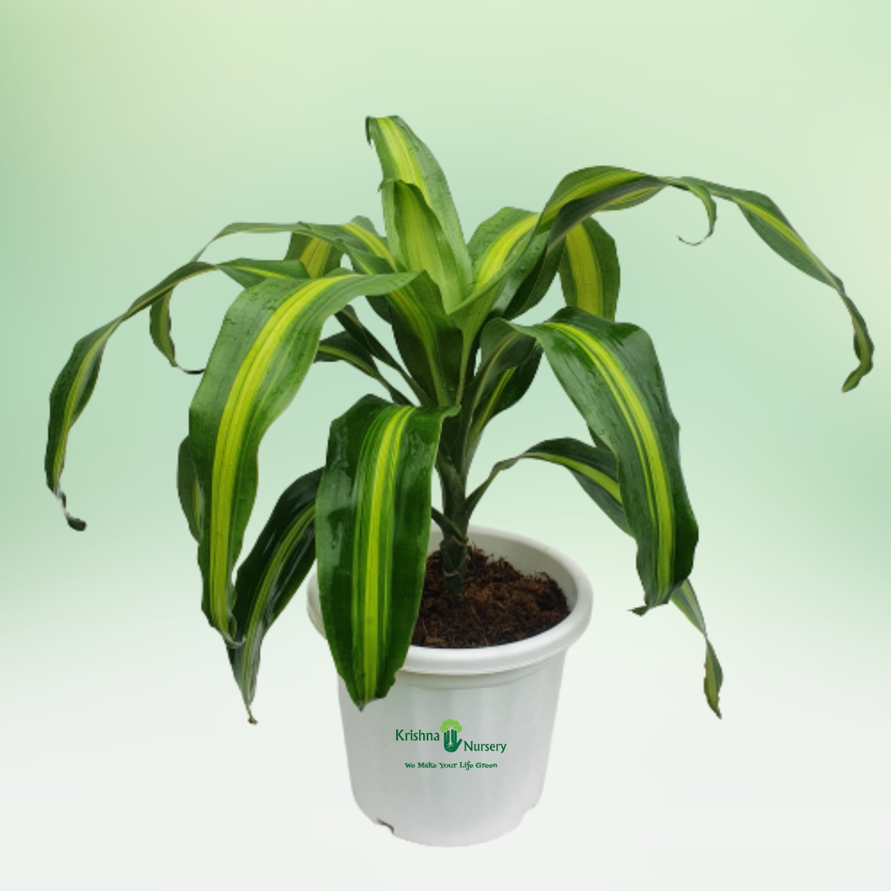 Dracaena Victoria Plant - 10 inch - White Pot