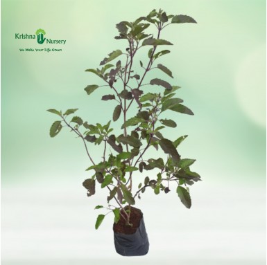 Rama Tulsi with Polybag - Herbal Plants -  - rama-tulsi-with-polybag -   