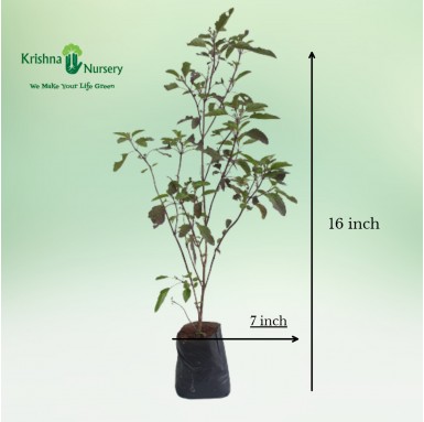 Rama Tulsi with Polybag - Herbal Plants -  - rama-tulsi-with-polybag -   