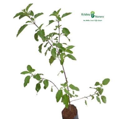 Shyama Tulsi with Polybag - Herbal Plants -  - shyama-tulsi-with-polybag -   