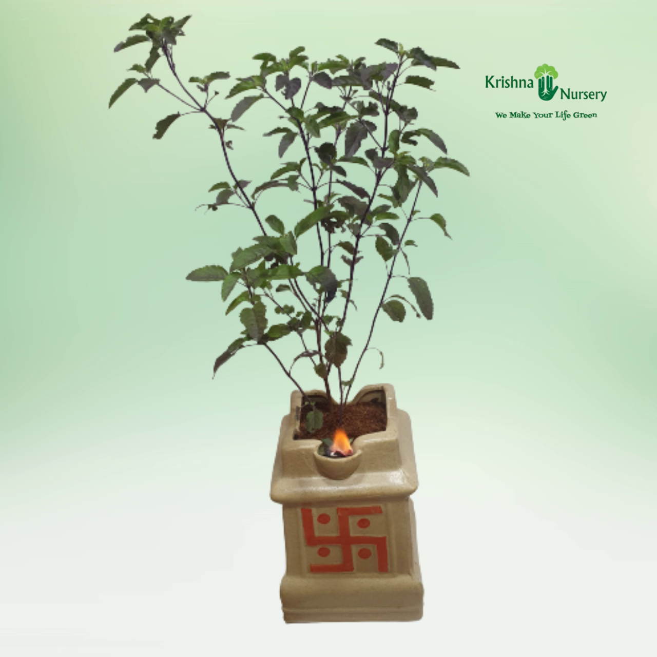 Tulsi Plant - 8 inch - Brown Pot