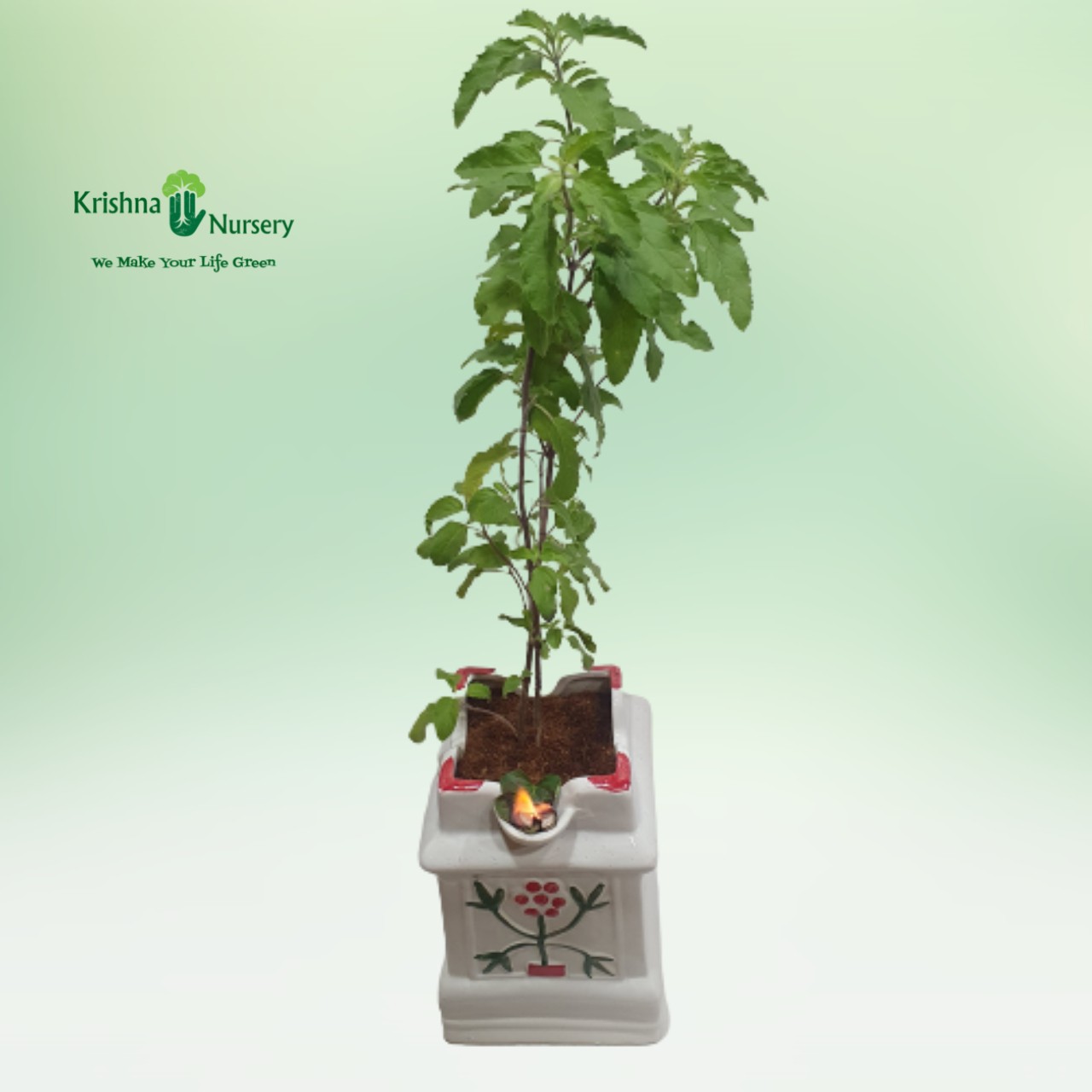 Tulsi Plant with Ceramic Pot - Herbal Plants -  - tulsi-plant-with-ceramic-pot -   