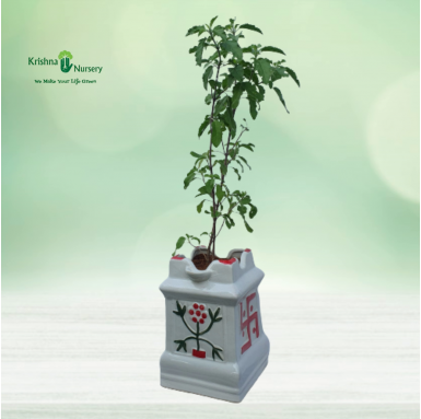 Tulsi Plant with Ceramic Pot - Herbal Plants -  - tulsi-plant-with-ceramic-pot -   