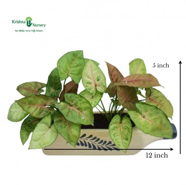 Syngonium Plant with Ceramic Bottle - Indoor Plants -  - syngonium-plant-with-ceramic-bottle -   