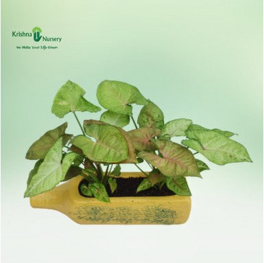 Syngonium Plant with Ceramic Bottle - Indoor Plants -  - syngonium-plant-with-ceramic-bottle -   