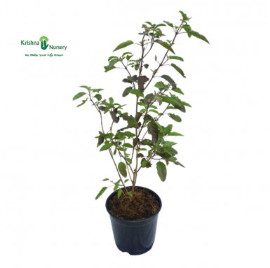 Rama Tulsi - Herbal Plants -  - rama-tulsi -   
