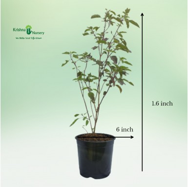 Rama Tulsi - Herbal Plants -  - rama-tulsi -   
