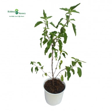 Shyama Tulsi - Herbal Plants -  - shyama-tulsi -   