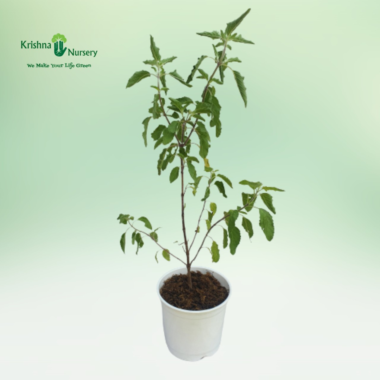 Shyama Tulsi - Herbal Plants -  - shyama-tulsi -   