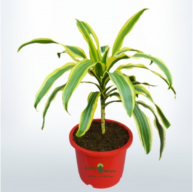 Victoria Plant - 8 Inch - Red Pot