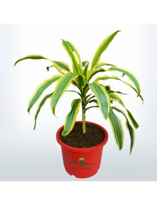 Victoria Plant Air Purifying Houseplant Krishna Nursery