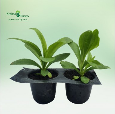 Dianthus Seedling - Winter Seasonal Plants -  - dianthus-seedling -   