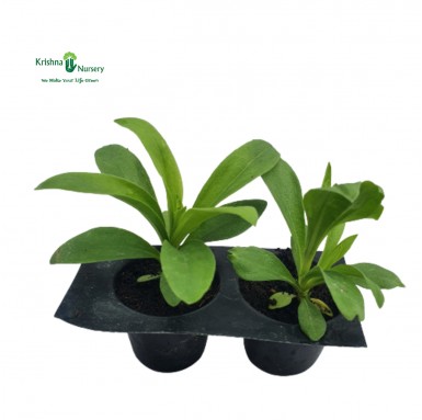 Dianthus Seedling - Winter Seasonal Plants -  - dianthus-seedling -   