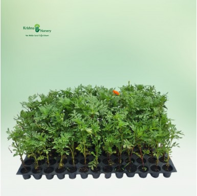 French Marigold Seedling - Winter Seasonal Plants -  - french-marigold-seedling -   