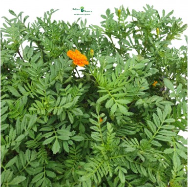 French Marigold Seedling