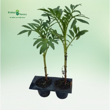 Marigold Seedling - Winter Seasonal Plants -  - marigold-seedling -   