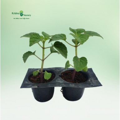 Salvia Seedling - Winter Seasonal Plants -  - salvia-seedling -   