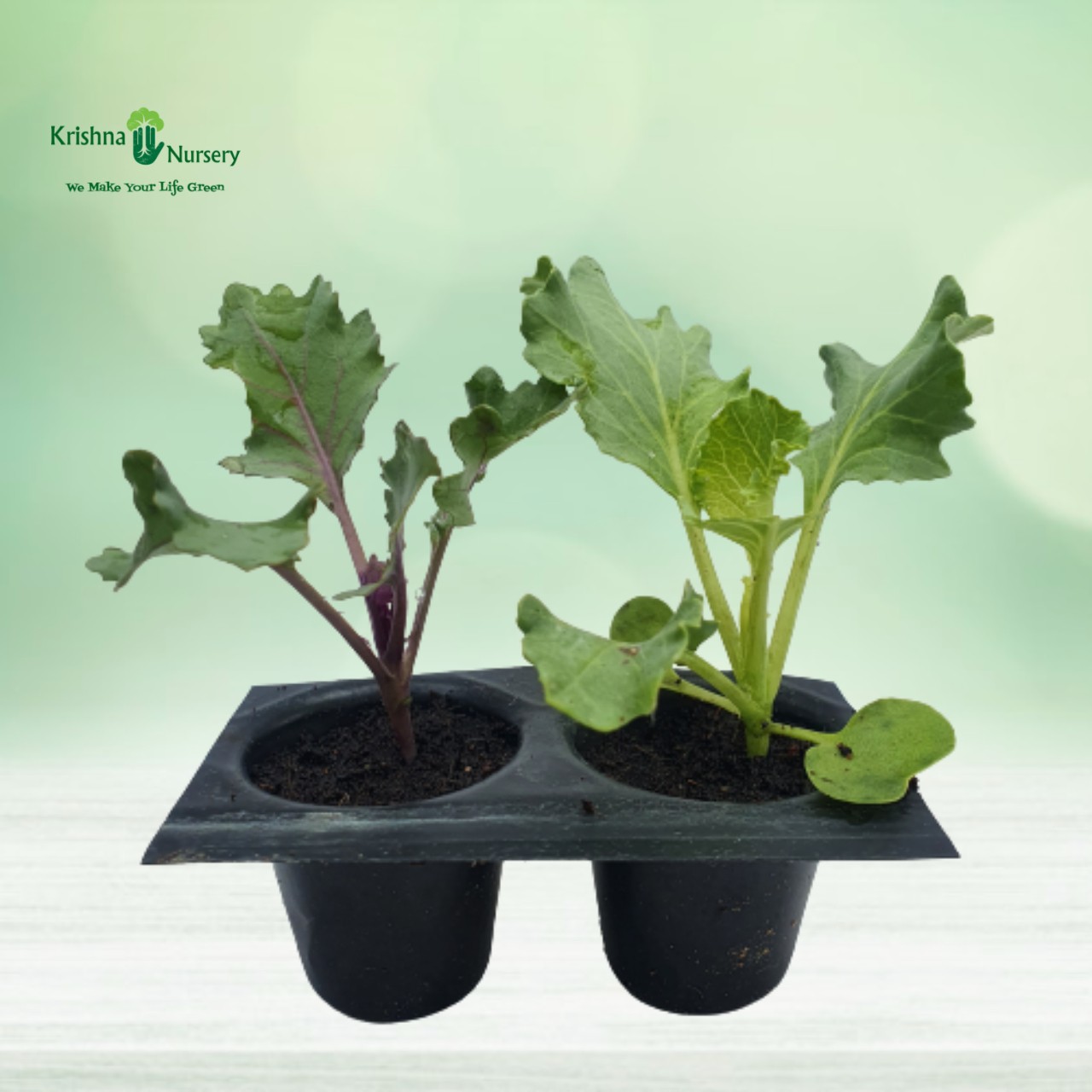 Kale Seedling - Winter Seasonal Plants -  - kale-seedling -   