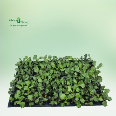 Kale Seedling - Winter Seasonal Plants -  - kale-seedling -   