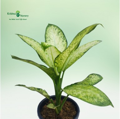Dieffenbachia Star Bright Plant - Indoor Plants -  - dieffenbachia-star-bright-plant -   