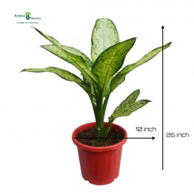 Dieffenbachia Star Bright Plant - Indoor Plants -  - dieffenbachia-star-bright-plant -   