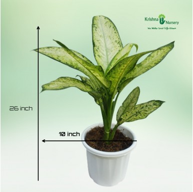 Dieffenbachia Star Bright Plant