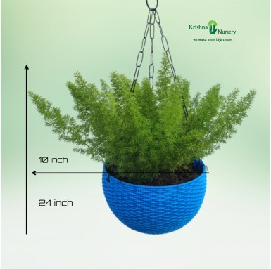 Foxtail Fern Basket - Hanging Plants -  - foxtail-fern-basket -   